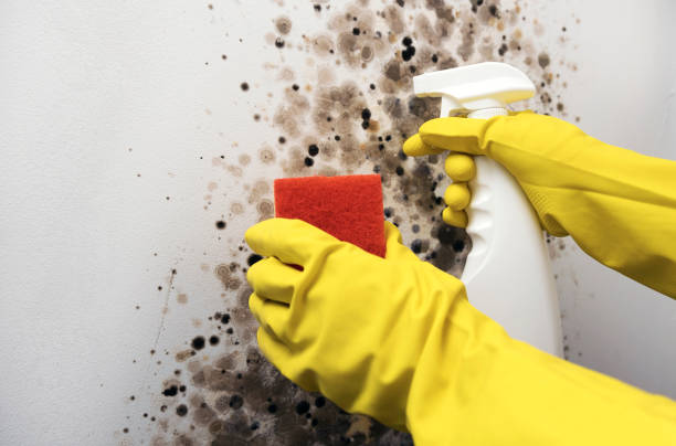 Prospect Heights, IL Mold Removal Company